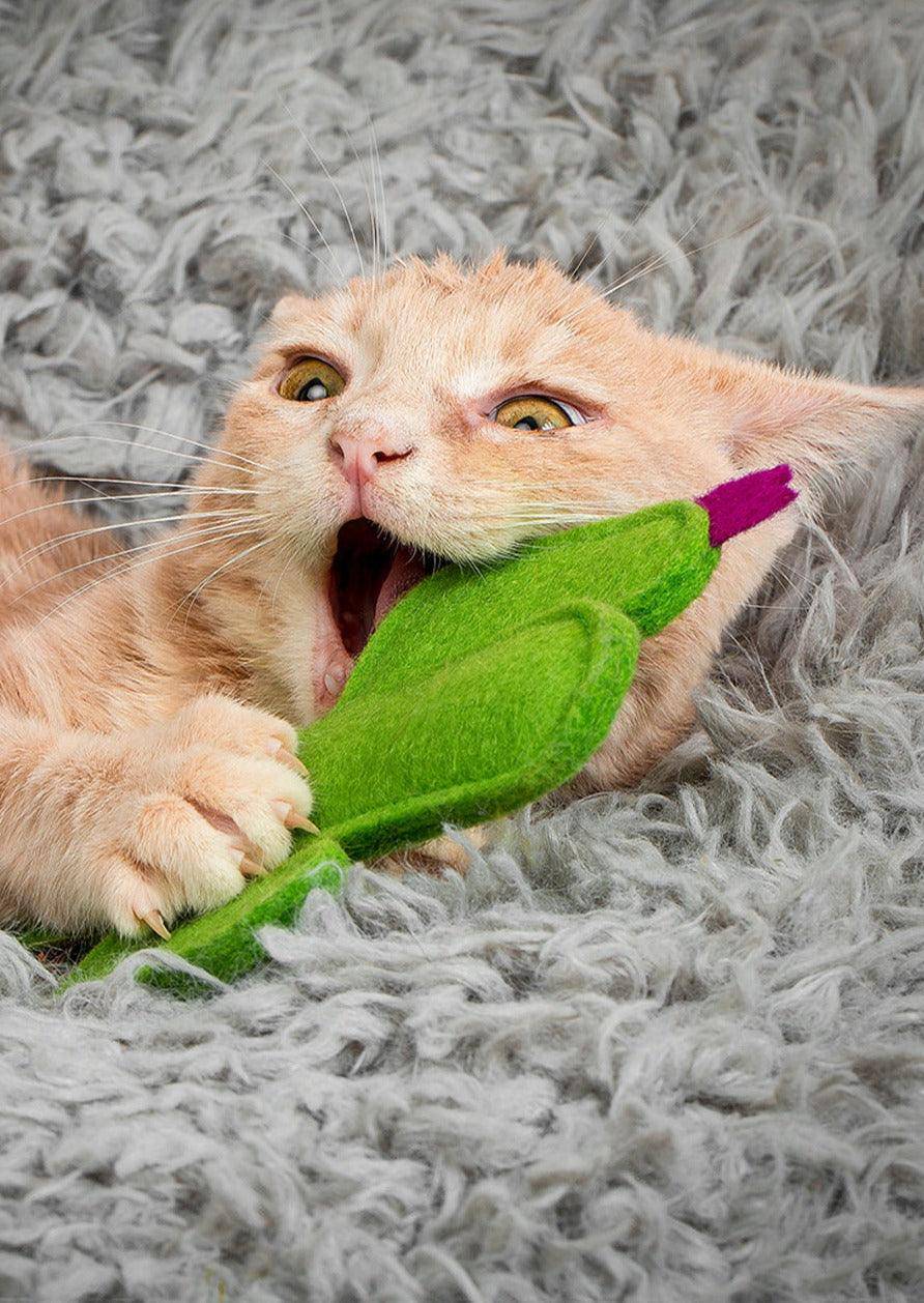 MODERNBEAST - Kitty Cactus -