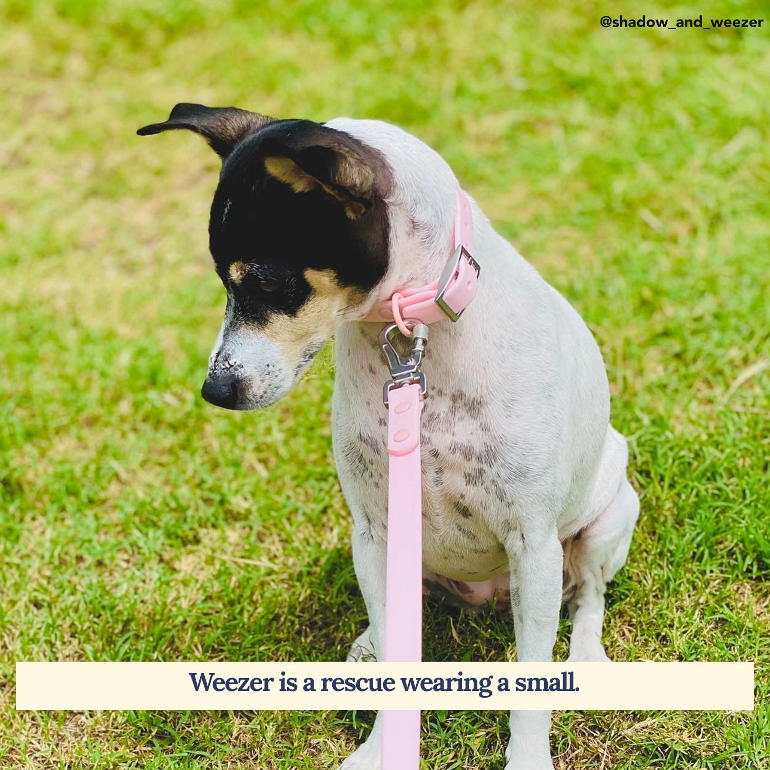 Lucy & Co. - Waterproof PVC Collar - Rosewater -