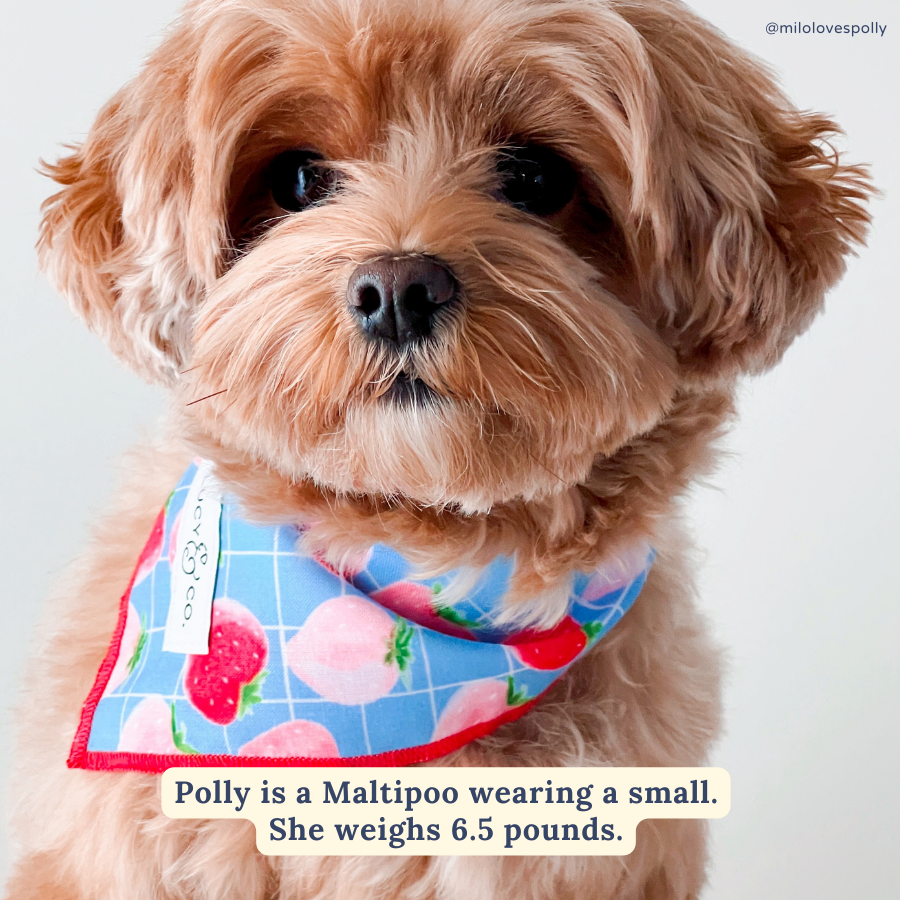 Lucy & Co. - Fresh Berries Bandana -