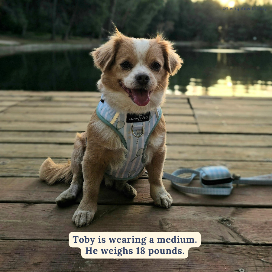 Lucy & Co. - Match Point No-Pull Harness -