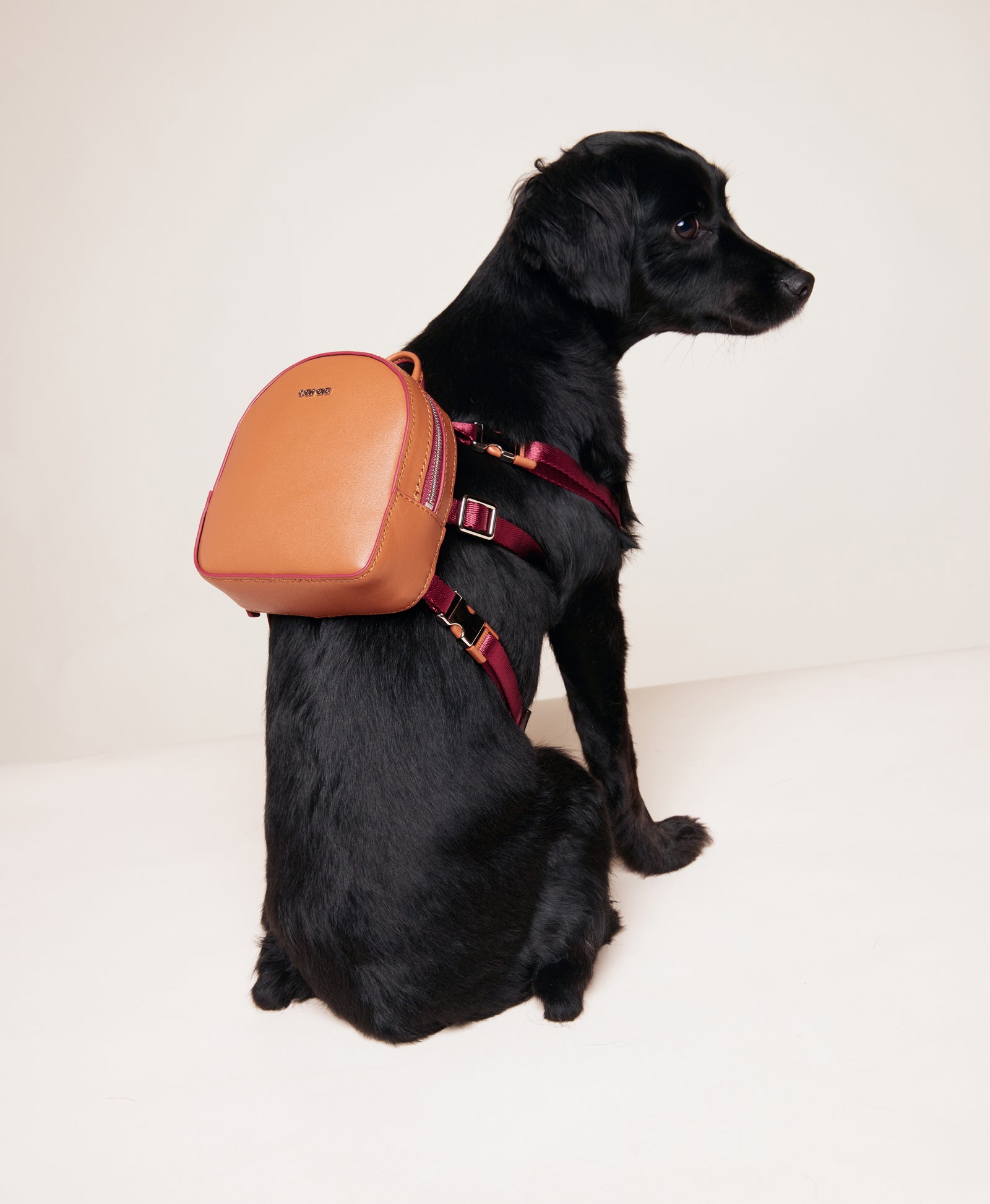 Caraa - Millenial Dog Backpack - Cognac -