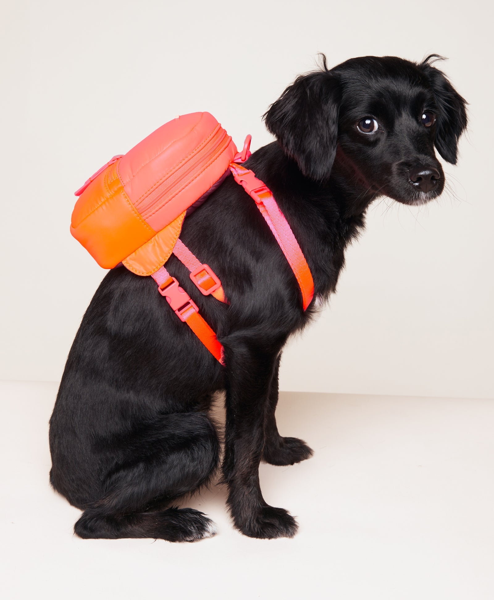 Caraa - Sport Dog Backpack - Neon Pink -