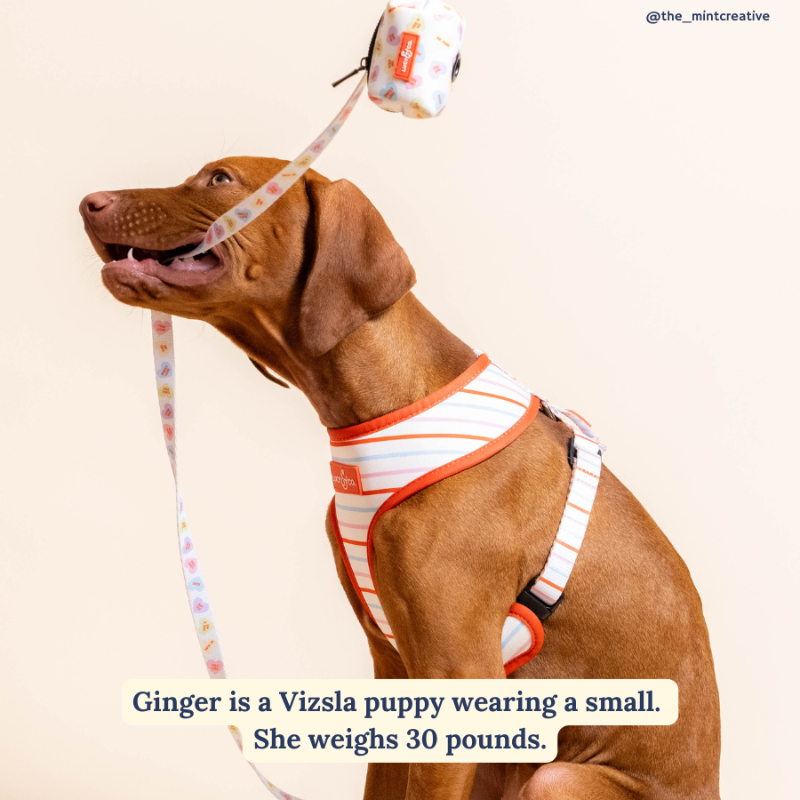 Lucy & Co. - Talk About Love Leash -