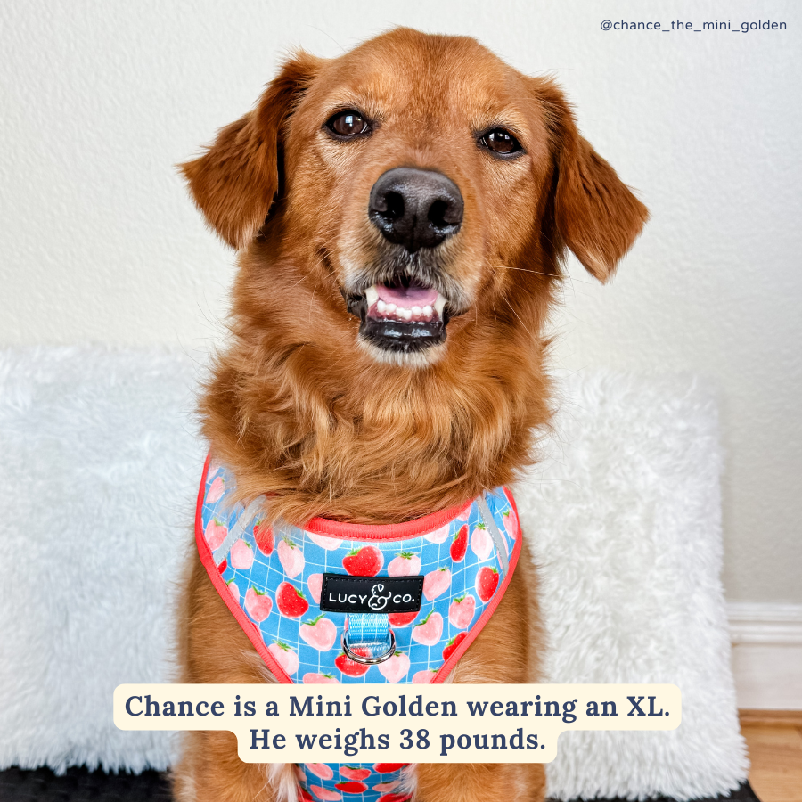 Lucy & Co. - Fresh Berries No-Pull Harness -