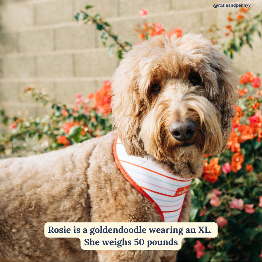 Lucy & Co. - Reversible Harness - Talk About Love -