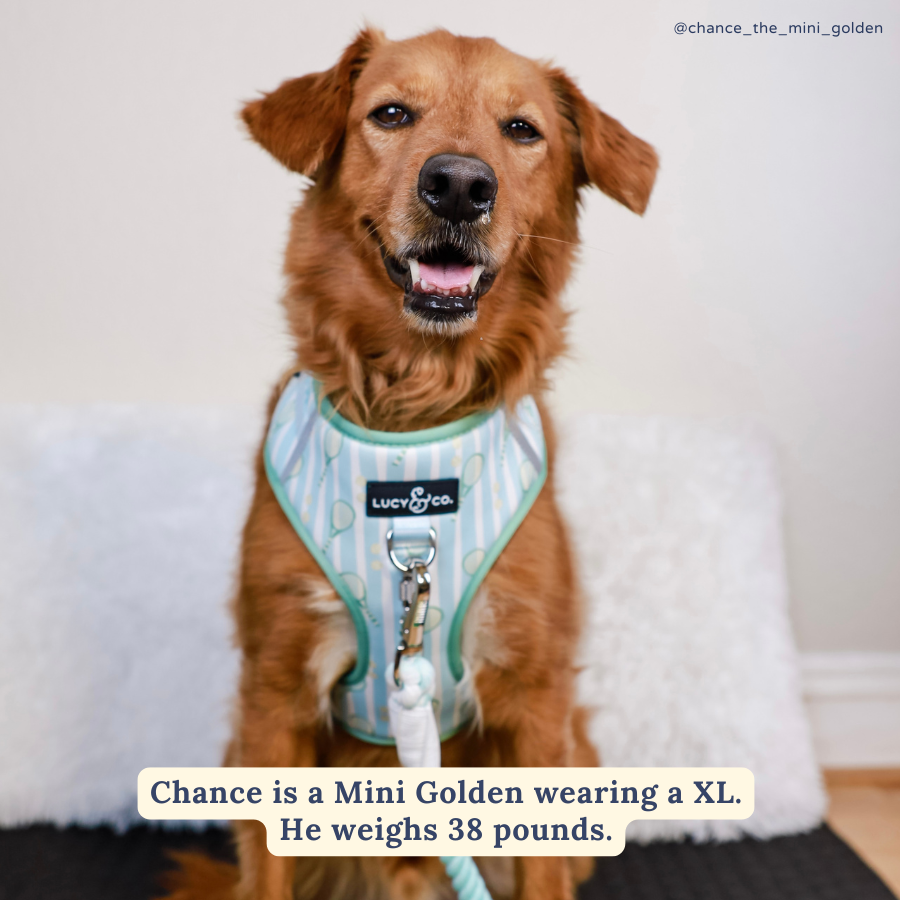 Lucy & Co. - Match Point No-Pull Harness -