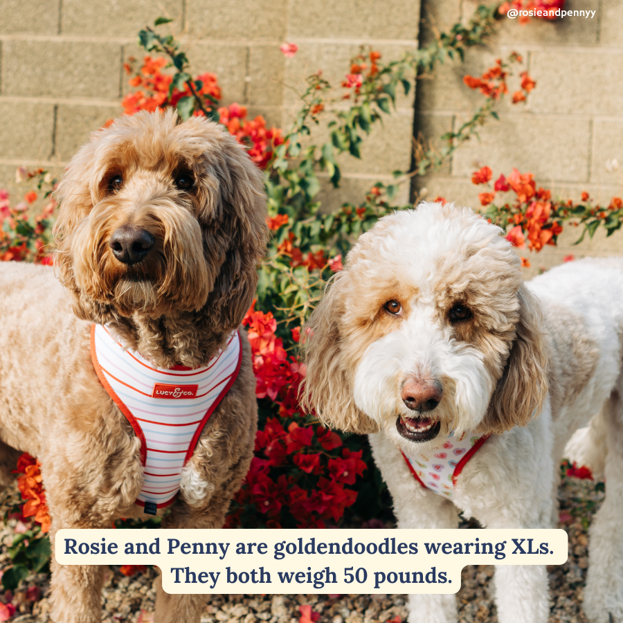 Lucy & Co. - Reversible Harness - Talk About Love -