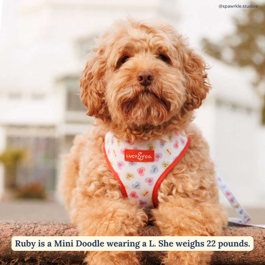 Lucy & Co. - Reversible Harness - Talk About Love -