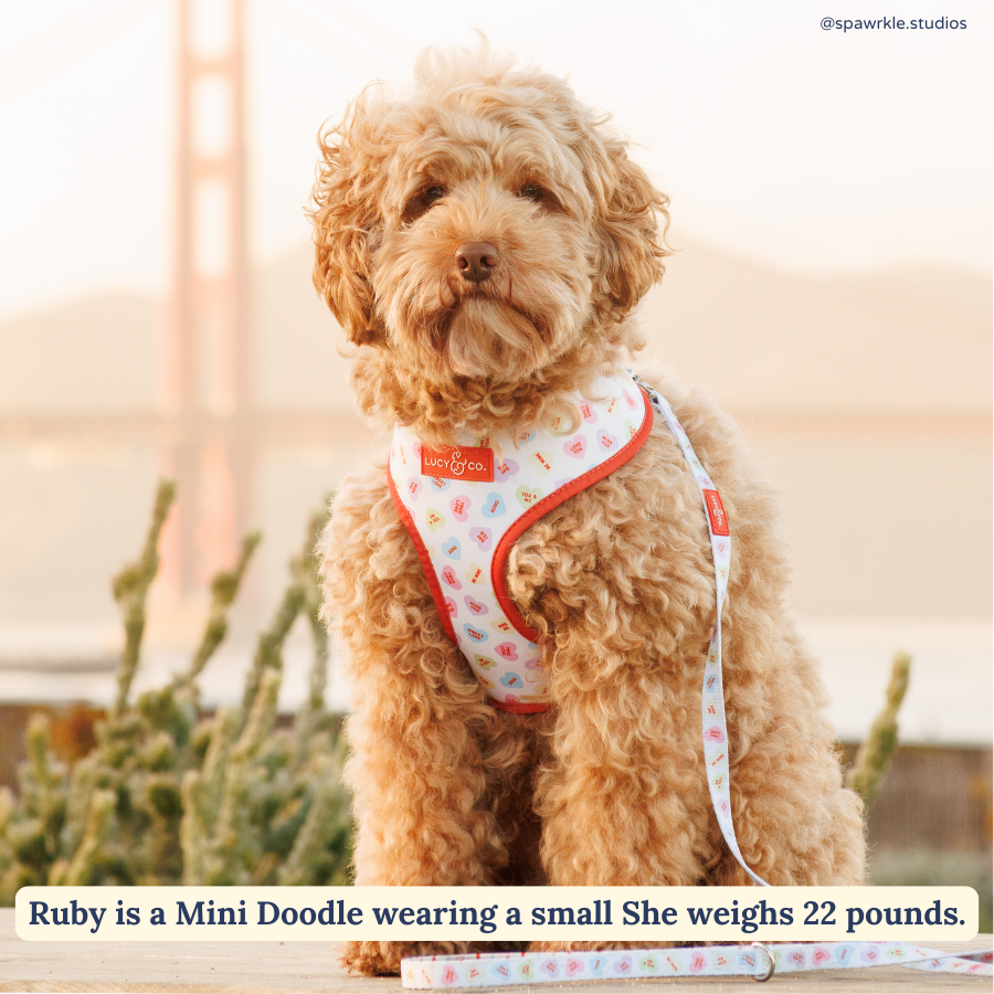 Lucy & Co. - Talk About Love Leash -