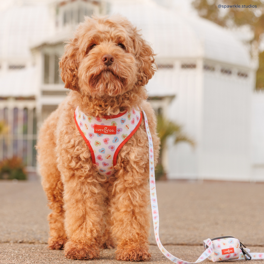 Lucy & Co. - Talk About Love Leash -
