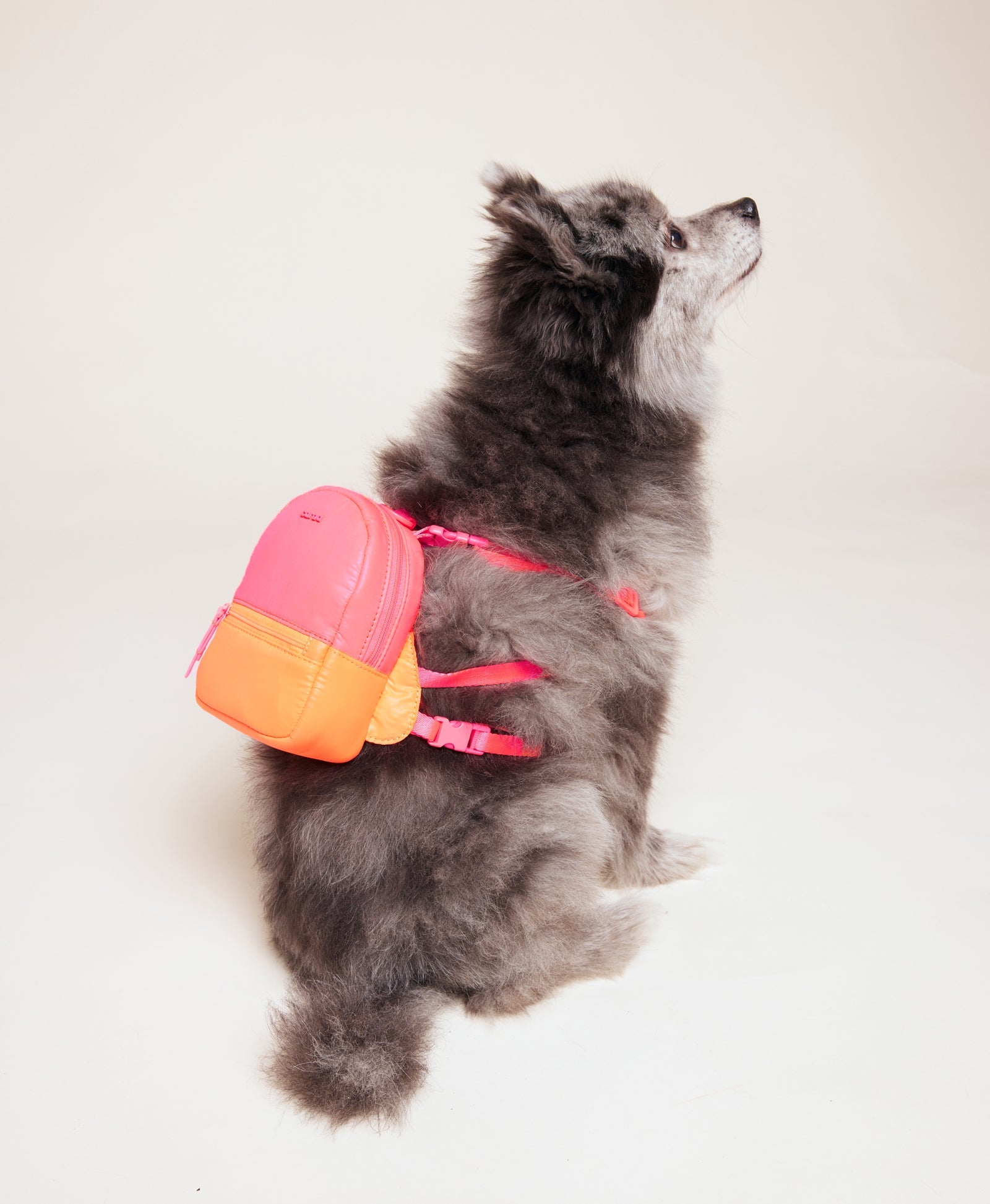 Caraa - Sport Dog Backpack - Neon Pink -
