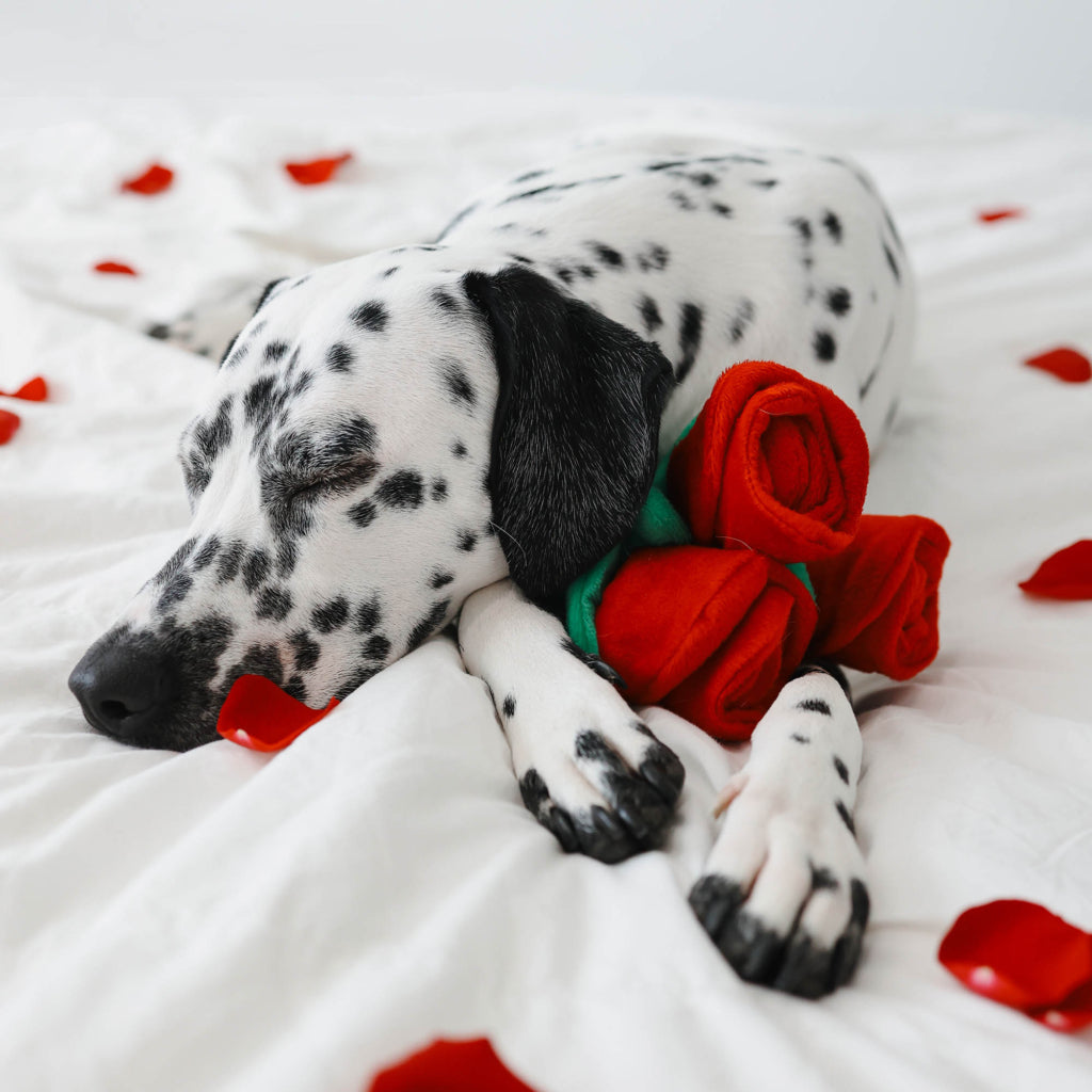 Zippy Paws - Zippy Burrow - Bouquet of Roses -