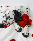 Zippy Paws - Zippy Burrow - Bouquet of Roses -