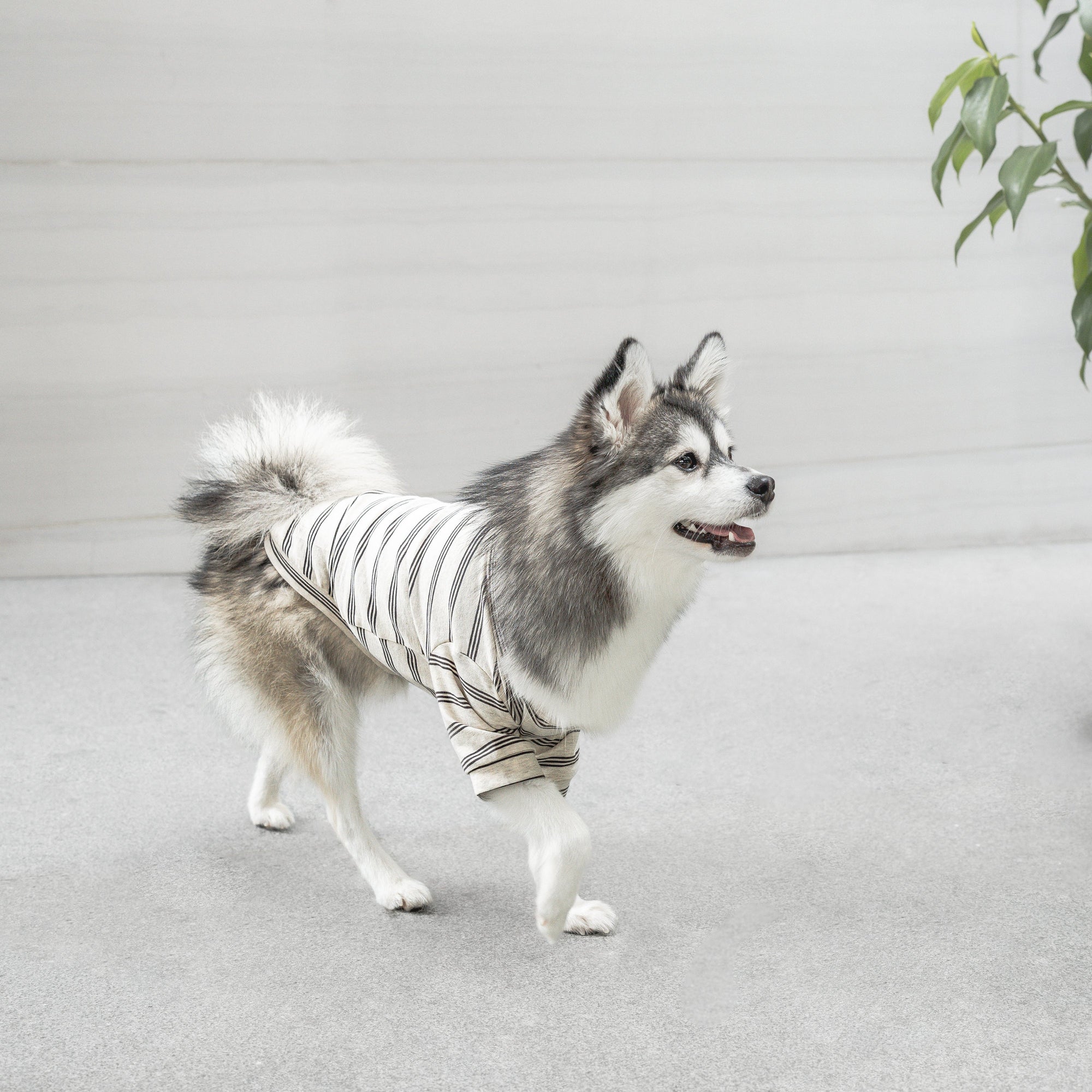 Lambwolf Collective - Chelsea Dog Tee - Earth -