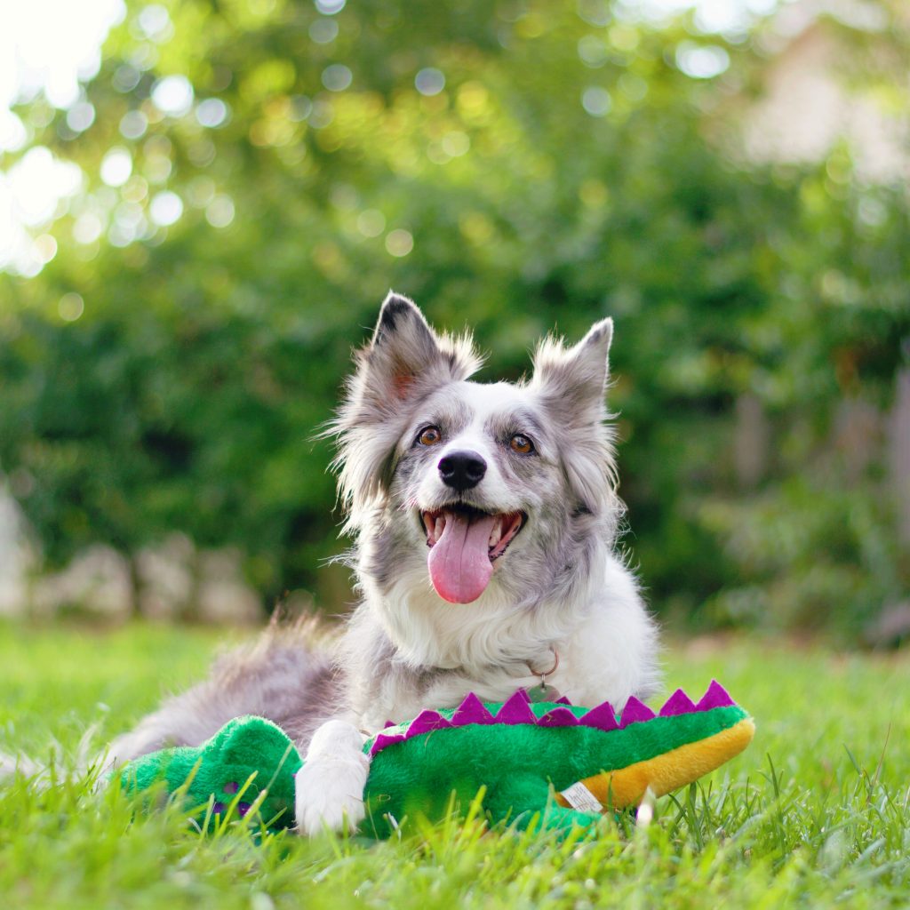 Zippy Paws - Grunterz - Alvin the Alligator -