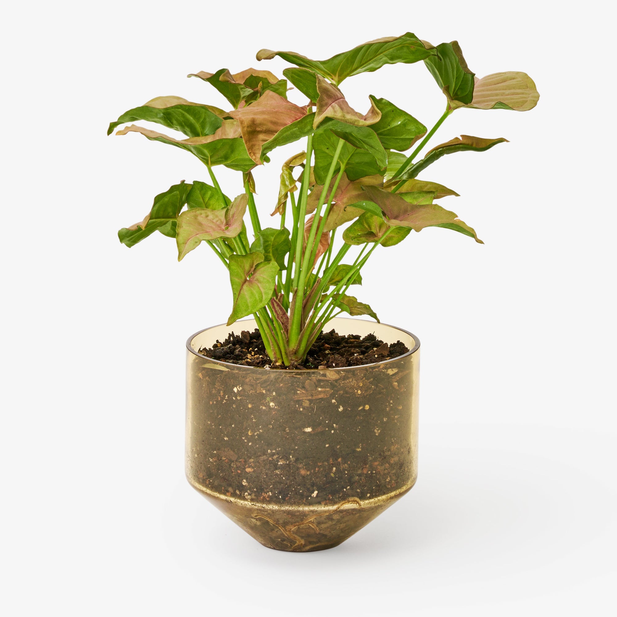 Areaware - Model Three Planter - Amber -