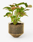 Areaware - Model Three Planter - Amber -