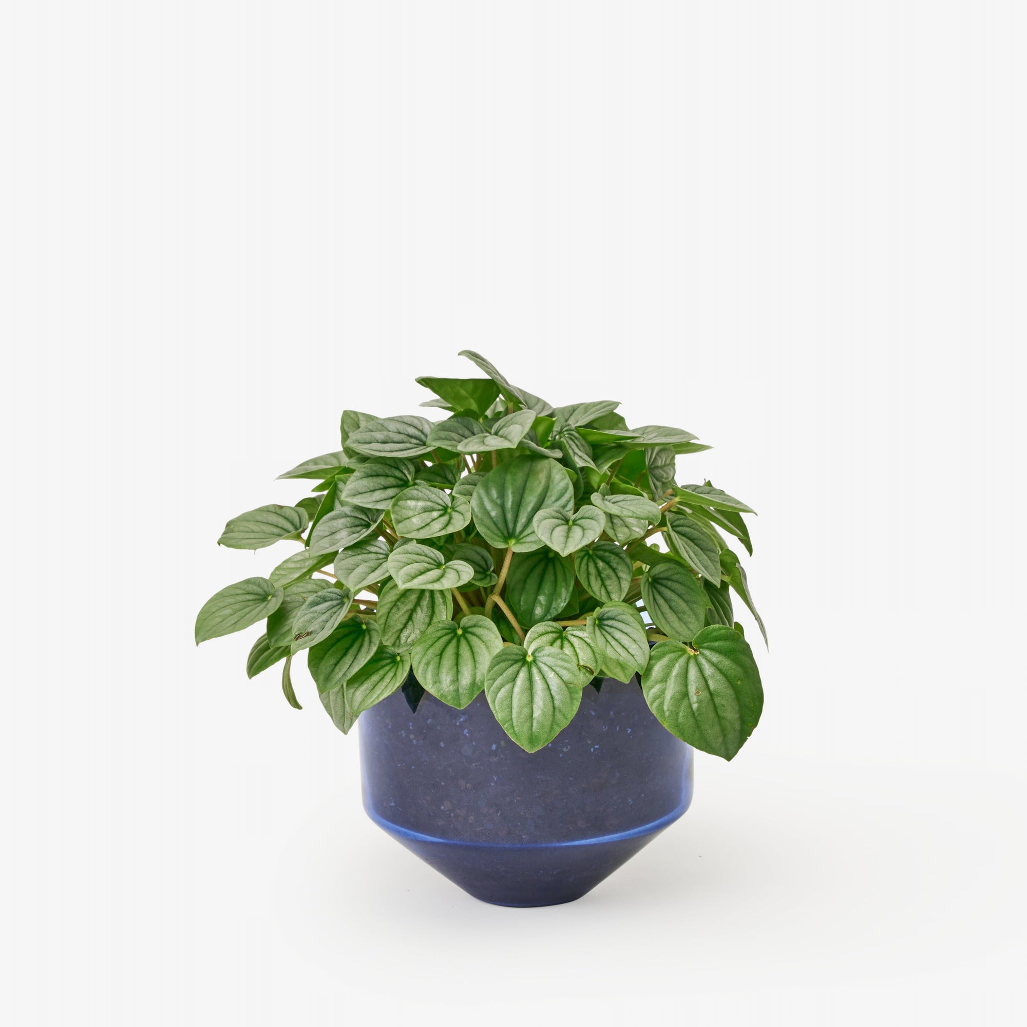 Areaware - Model Three Planter - Blue -
