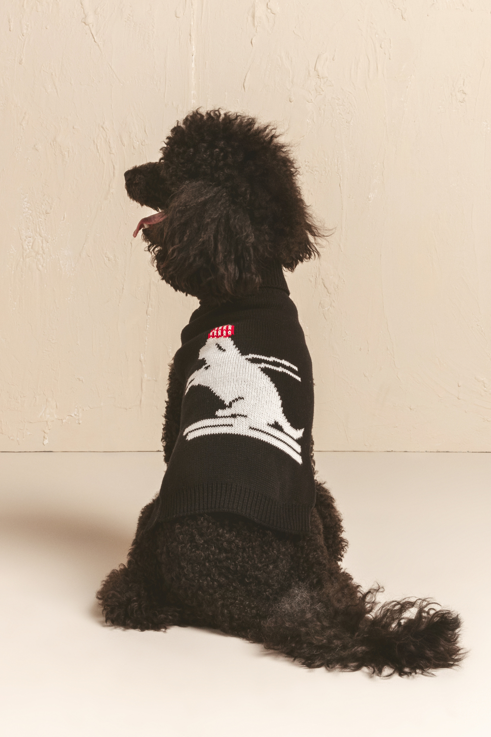Shaya - Ski Pawtrol -