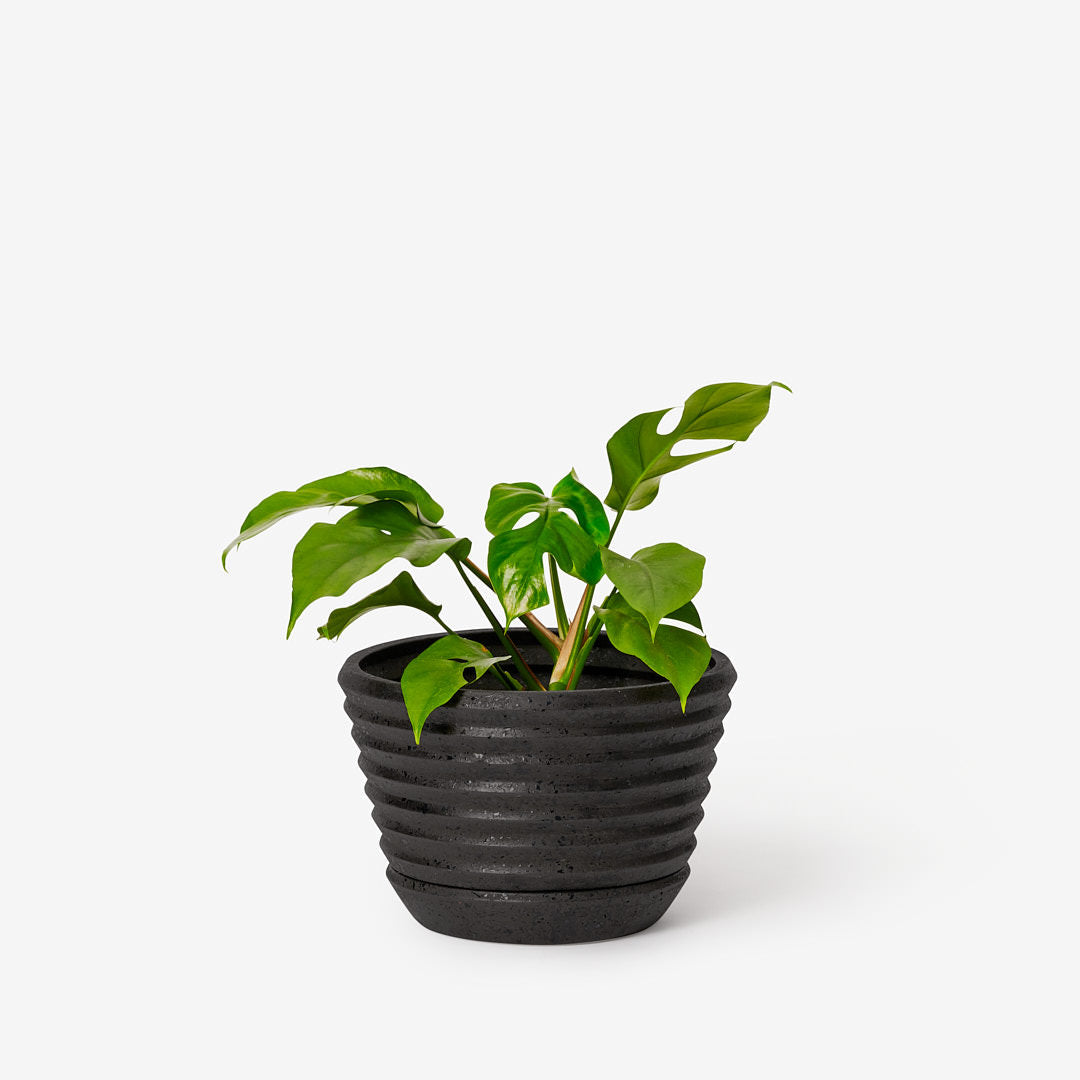 Areaware - Racine Planter - Carbon -