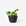 Areaware - Racine Planter - Carbon -