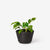 Areaware - Racine Planter - Carbon -