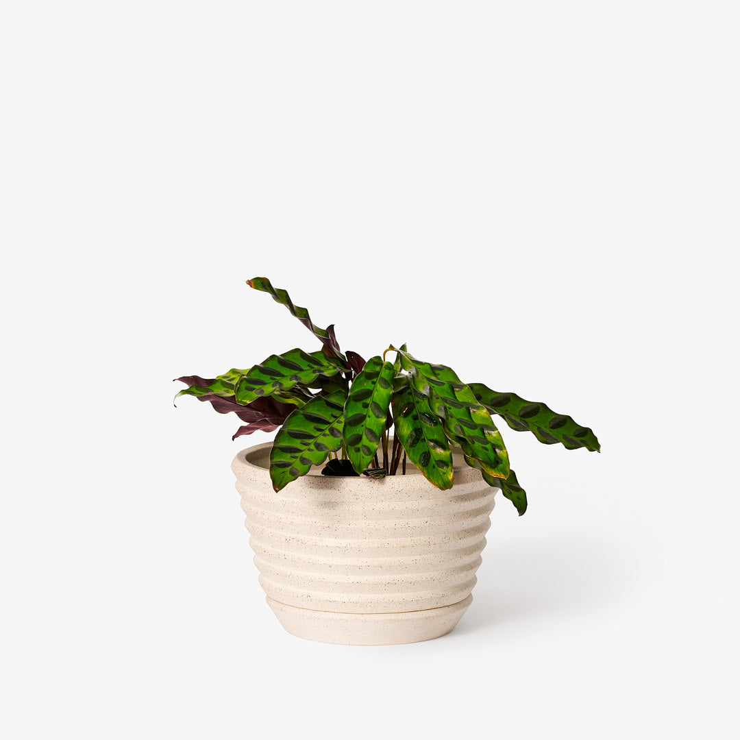 Areaware - Racine Planter - Sand -