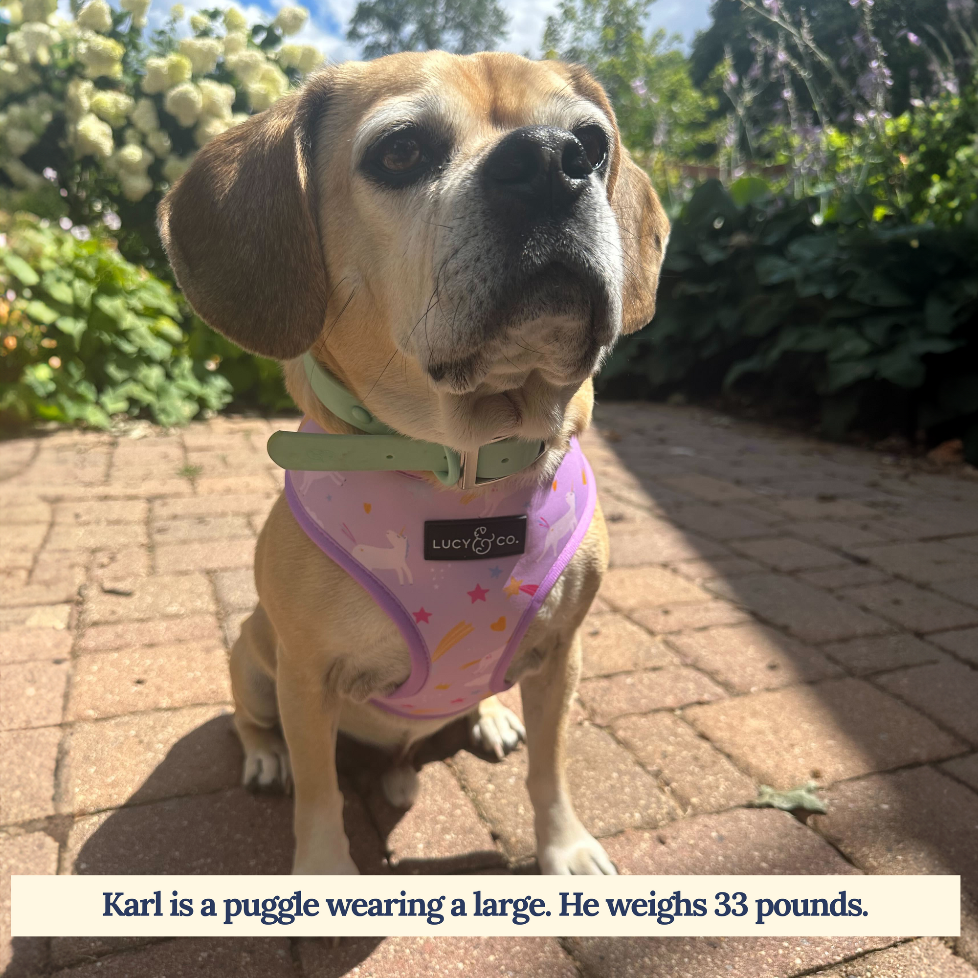 Lucy & Co. - Making Magic Reversible Harness -