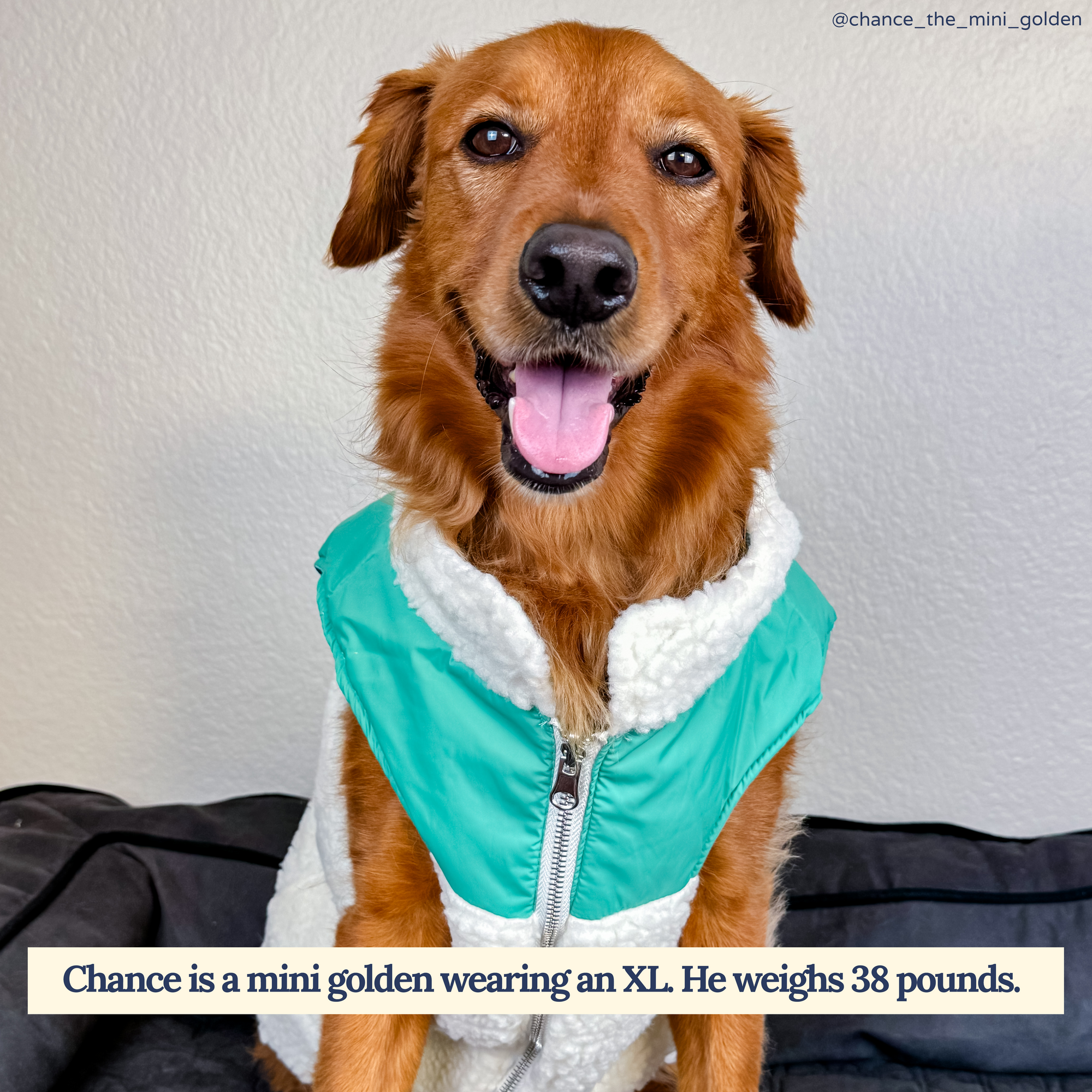 Lucy & Co. - Reversible Teddy Vest - DinoROAR -