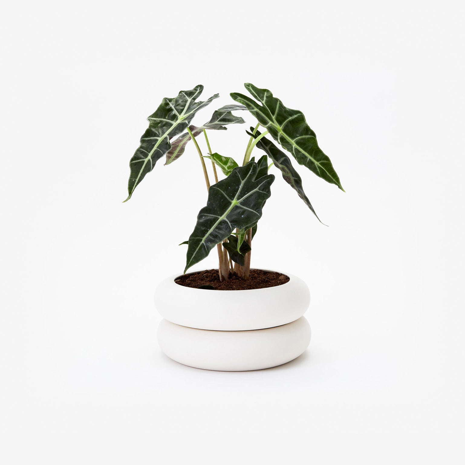 Areaware - Stacking Planter - Short -