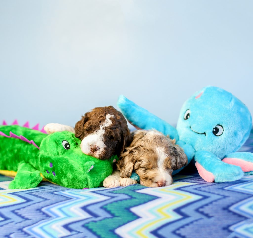 Zippy Paws - Grunterz - Alvin the Alligator -