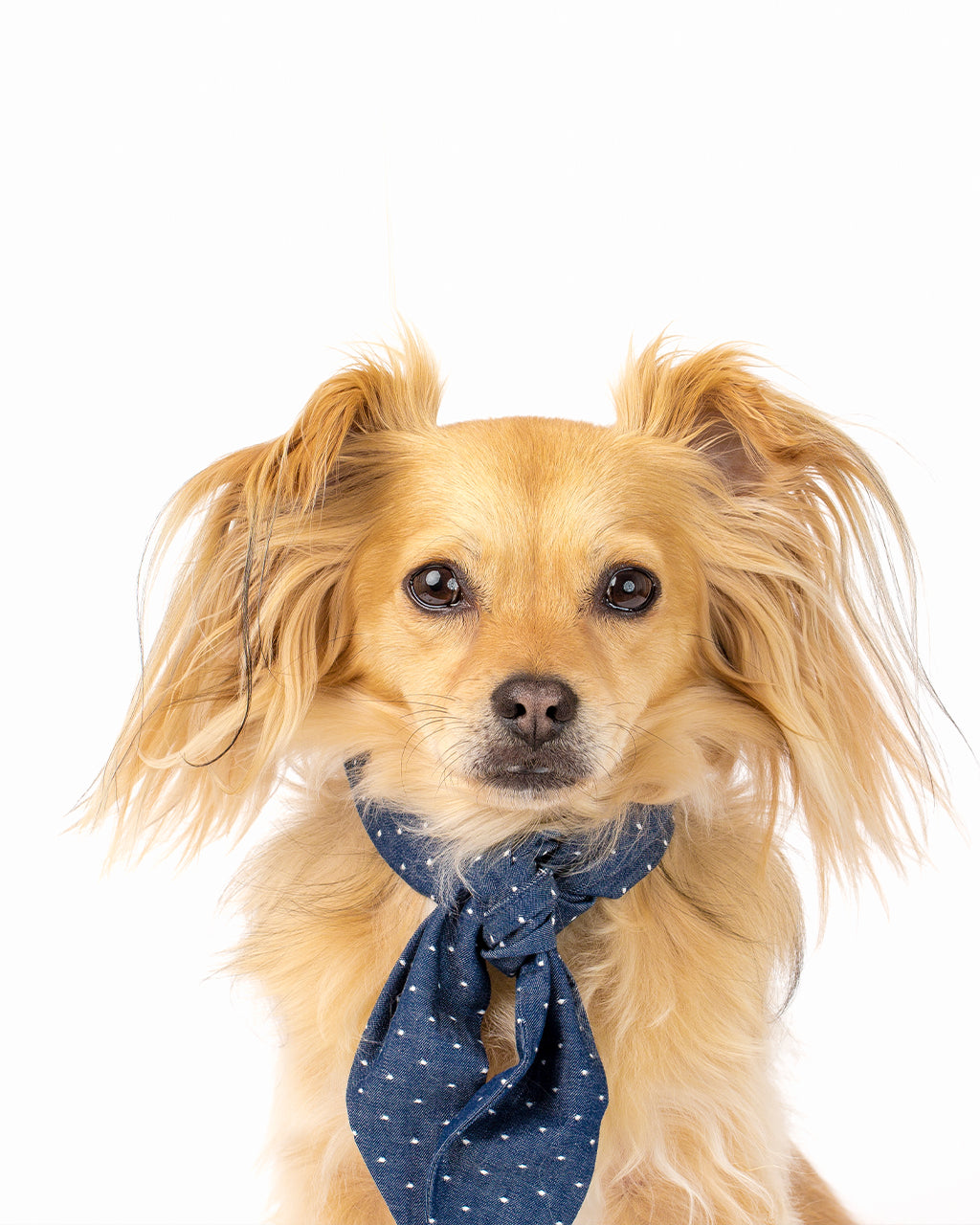 MODERNBEAST - Classic Necktie -