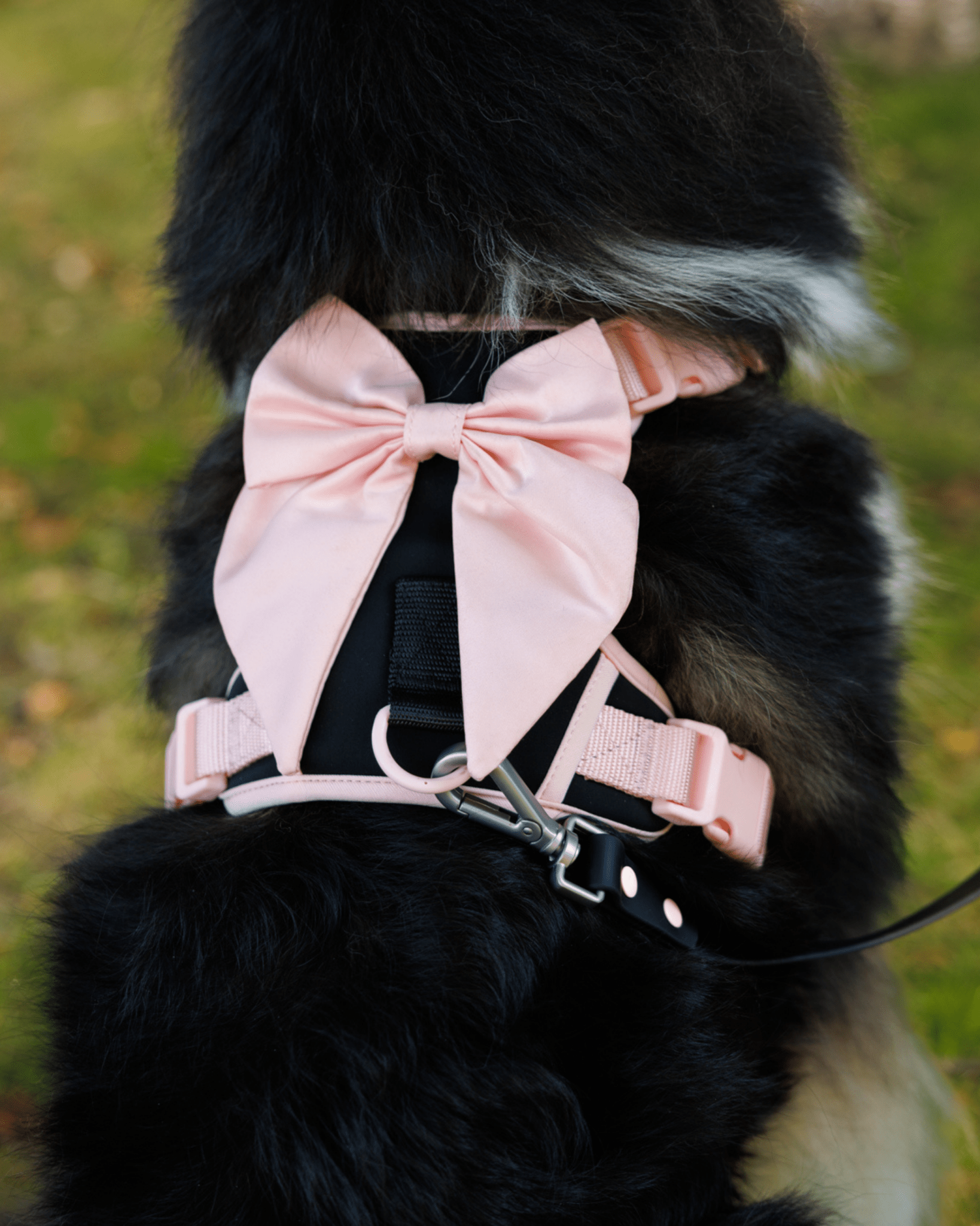 Furry Muse - Wander! Bow Harness - Ballerina -