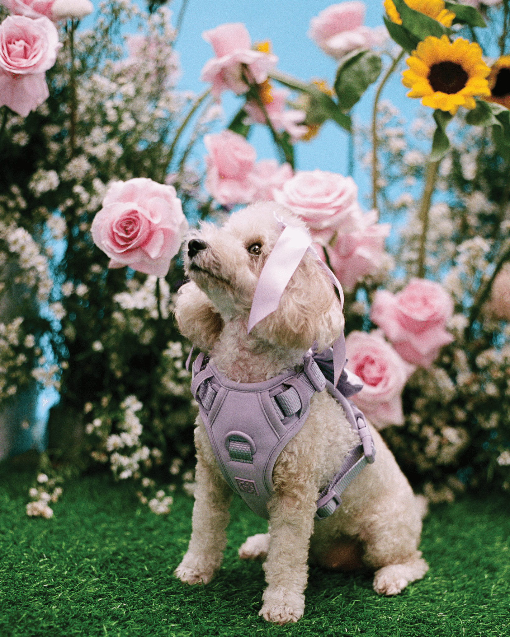 Furry Muse - Wander! Bow Harness - Lilac -