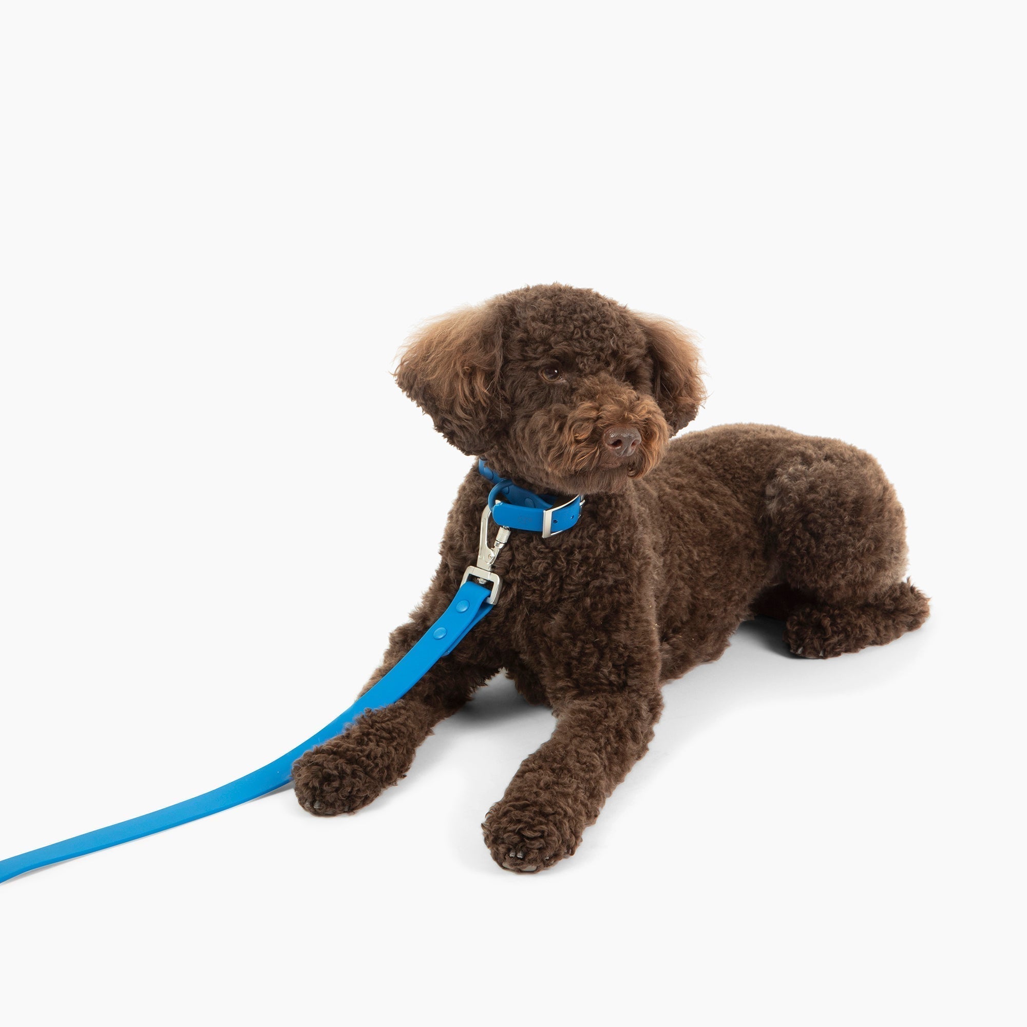 Lucy & Co. - Waterproof PVC Collar - Indie -