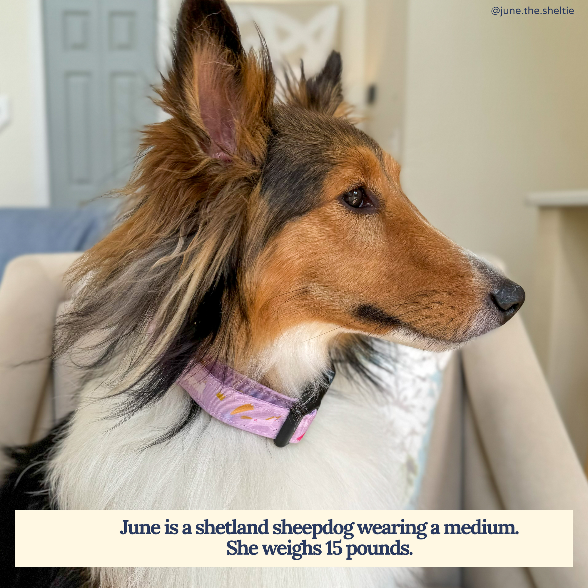 Lucy & Co. - Making Magic Collar -