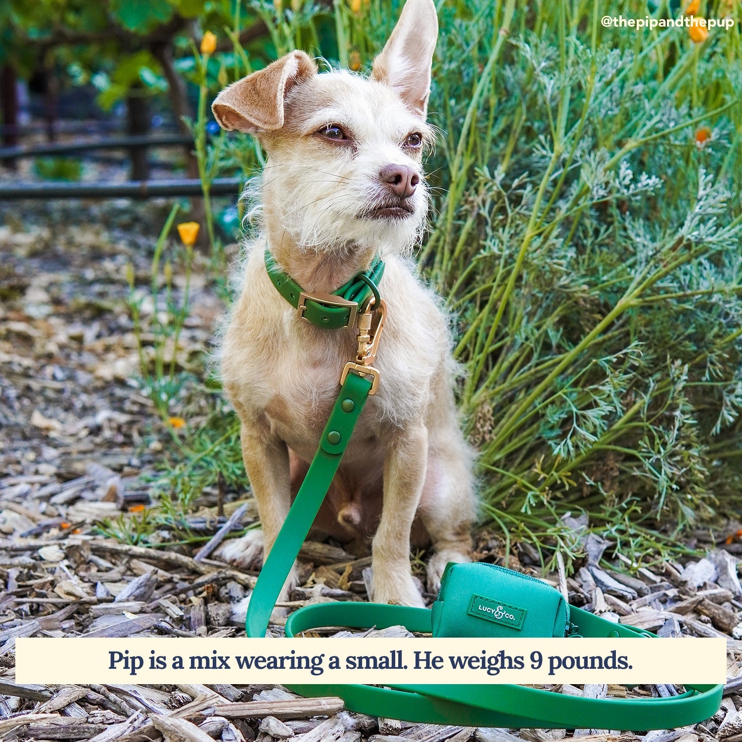 Lucy & Co. - Waterproof PVC Collar - Pine -