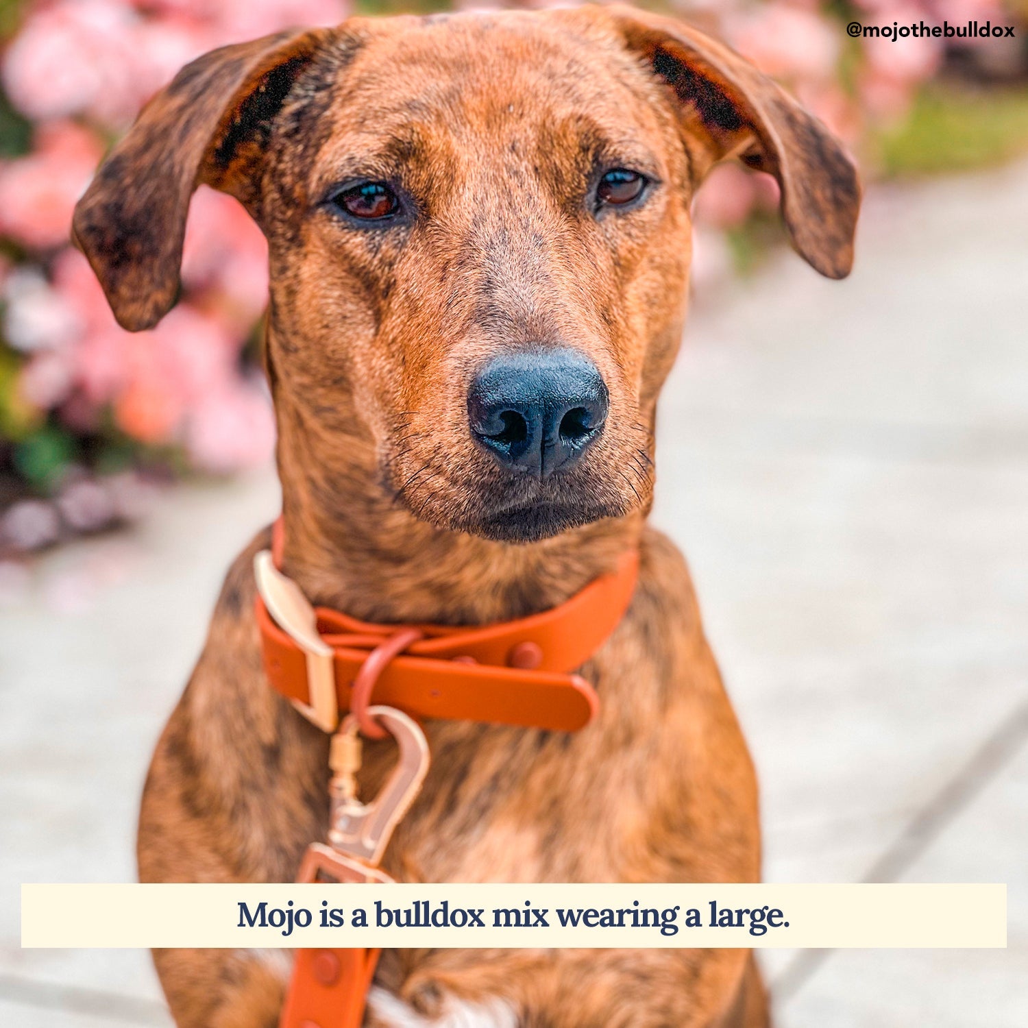 Lucy & Co. - Waterproof PVC Collar - Terracotta -