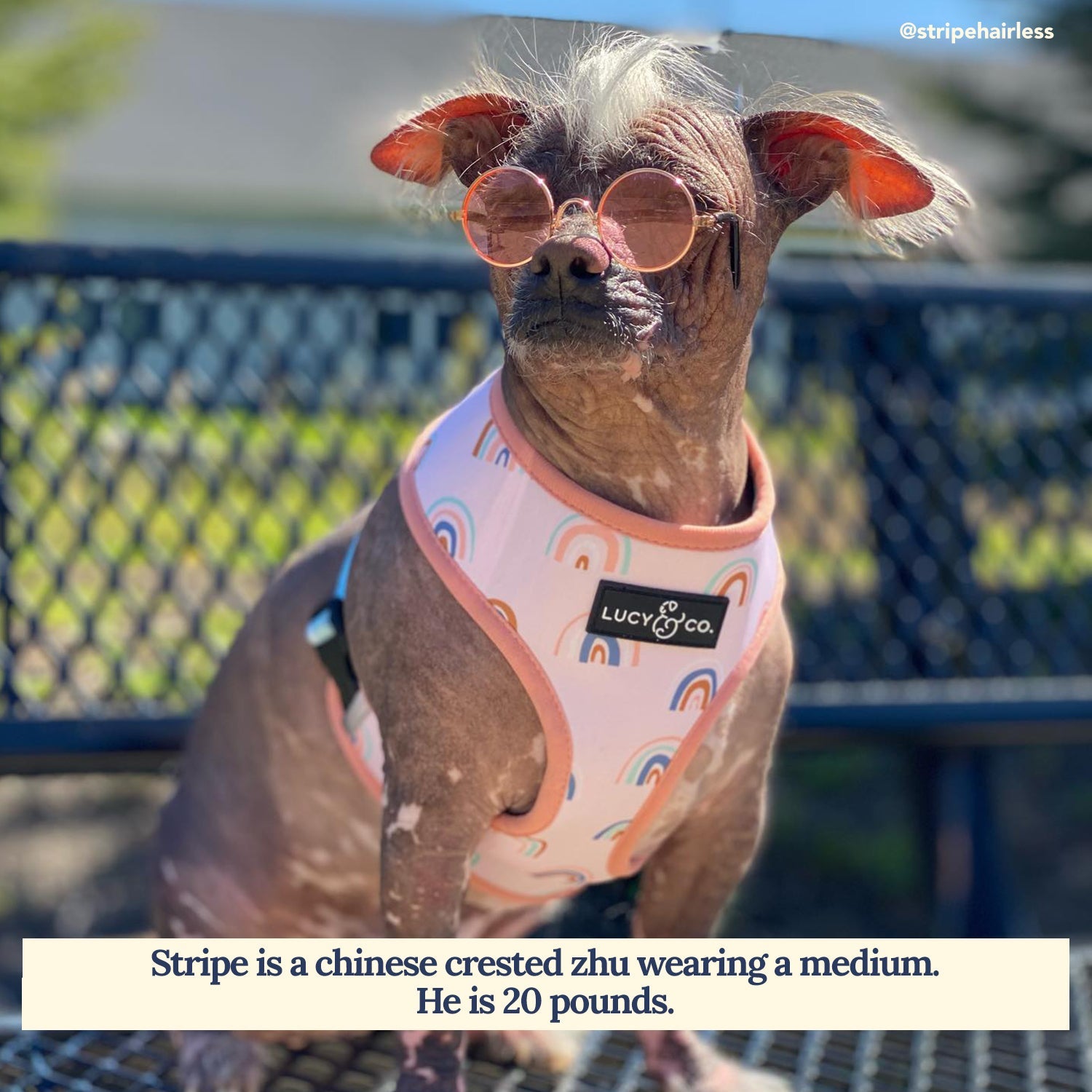 Lucy & Co. - In the Clouds Reversible Harness -