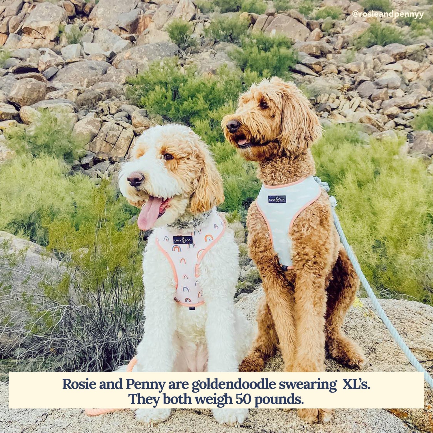 Lucy & Co. - In the Clouds Reversible Harness -