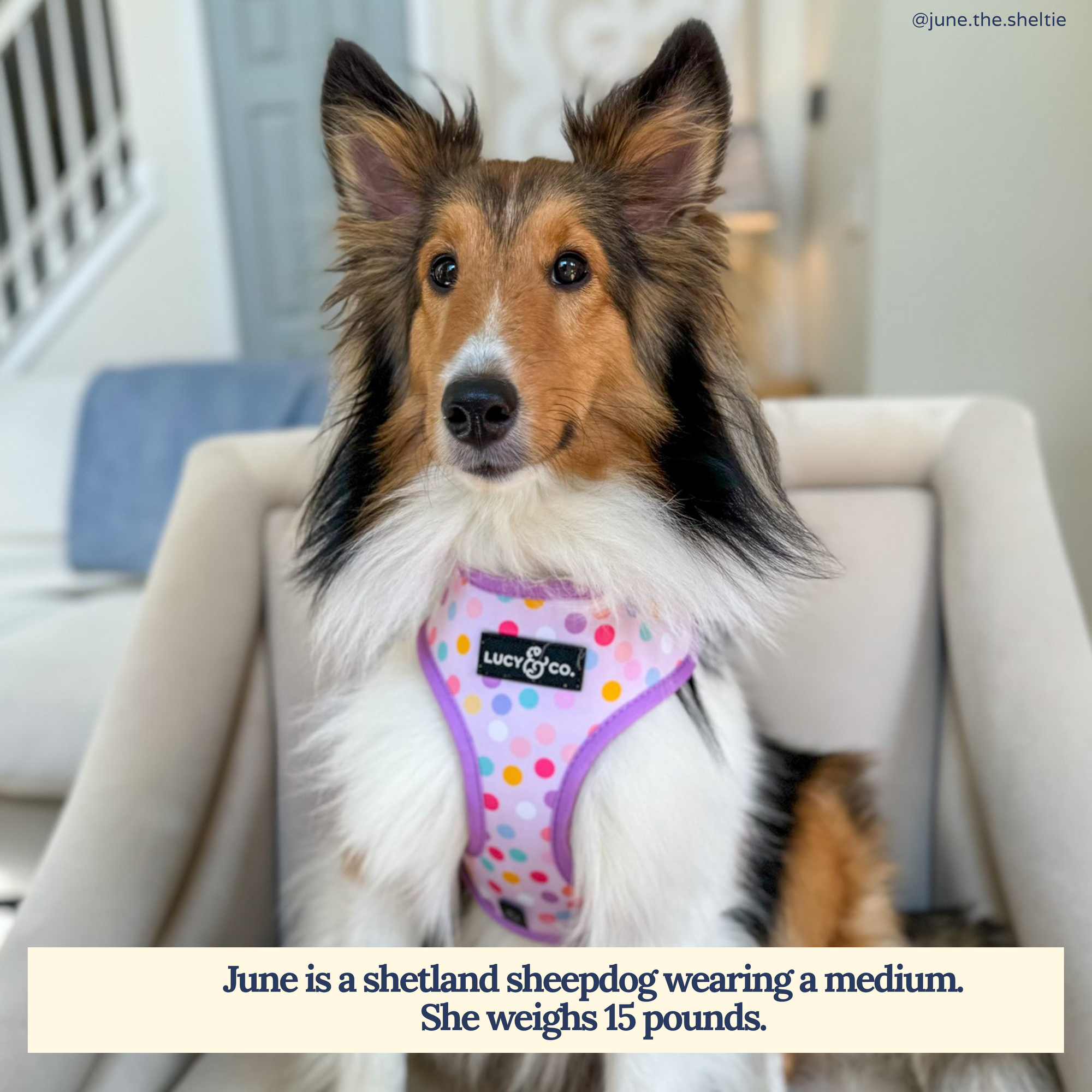 Lucy & Co. - Making Magic Reversible Harness -