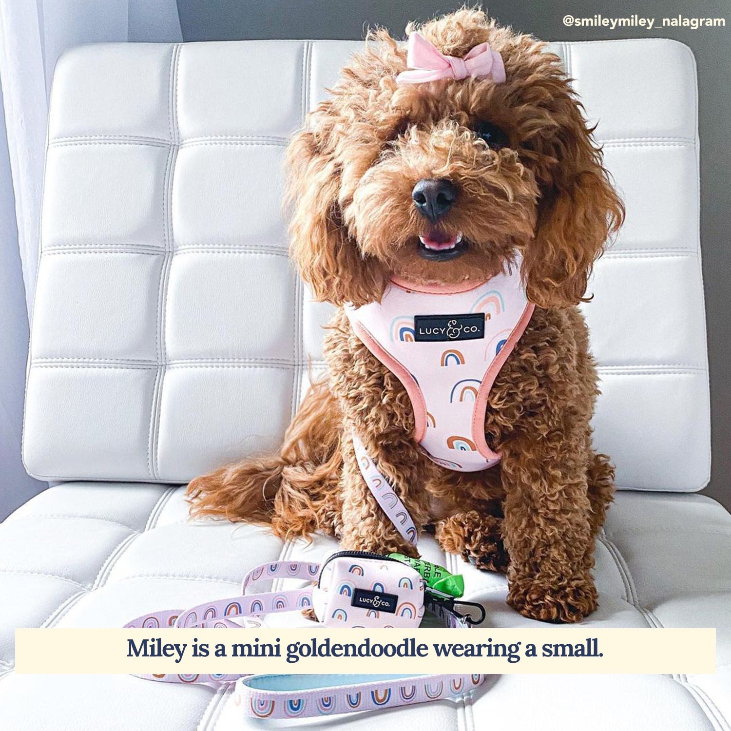 Lucy & Co. - In the Clouds Leash -