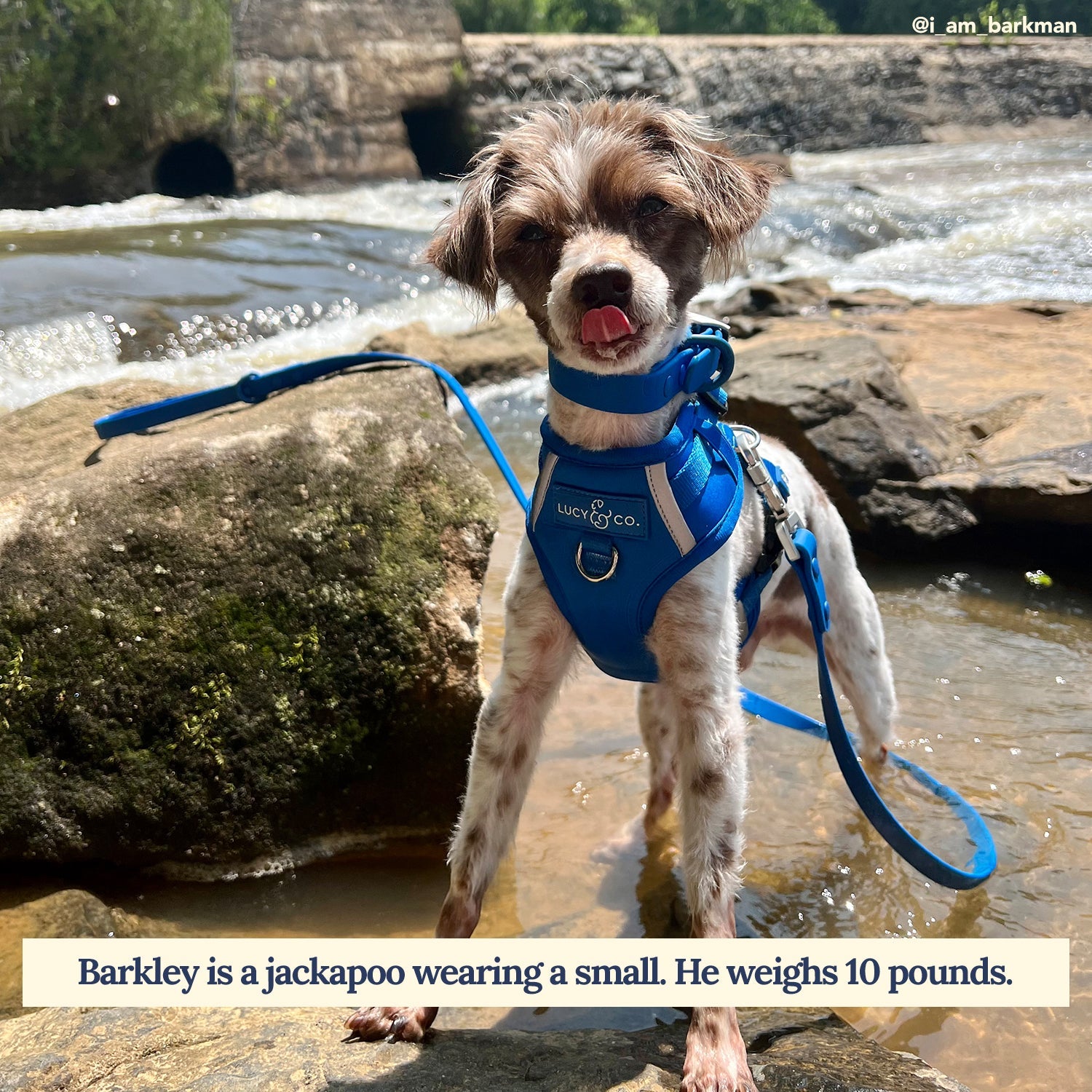 Lucy & Co. - Waterproof PVC Leash - Indie -