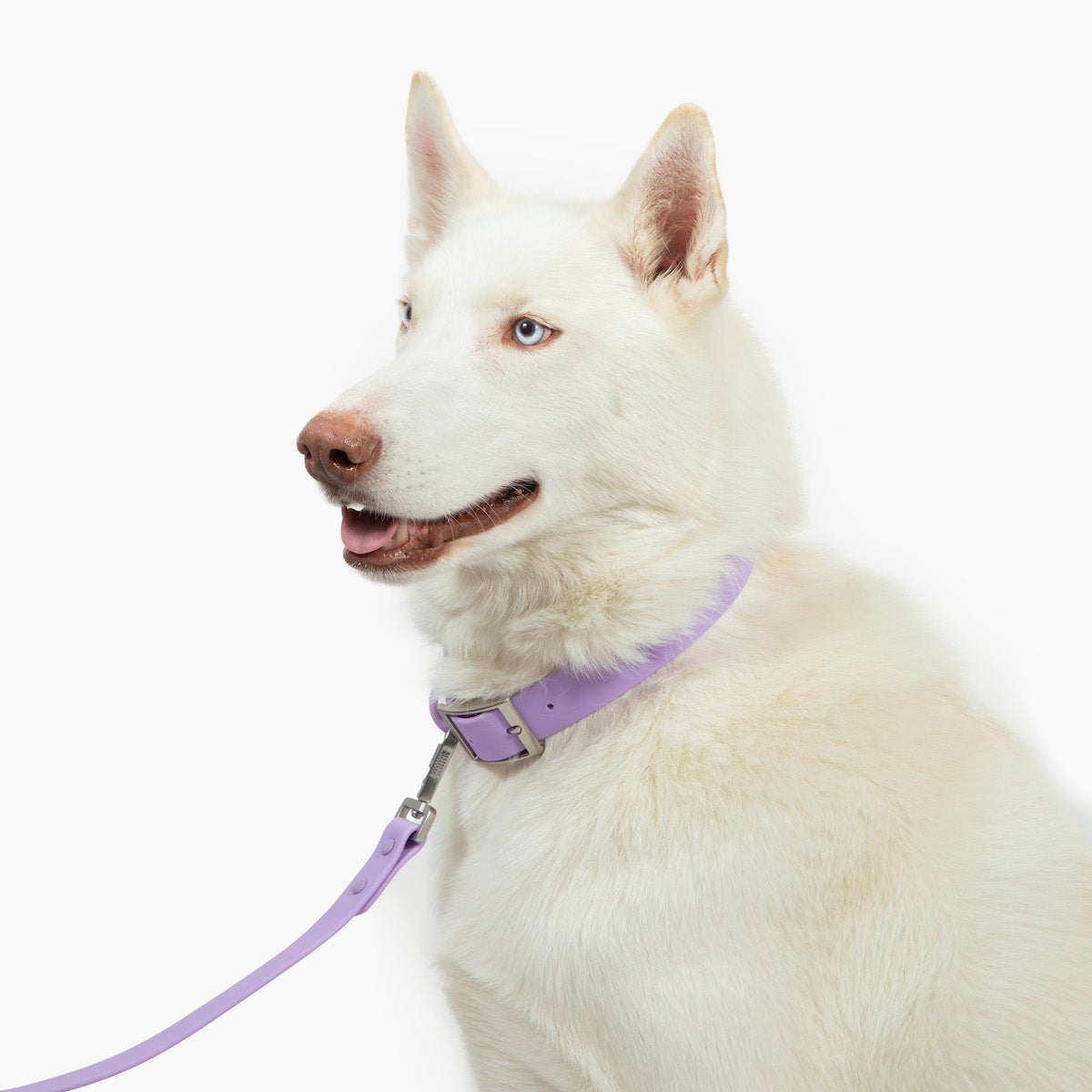 Lucy & Co. - Waterproof PVC Collar - Lilac -