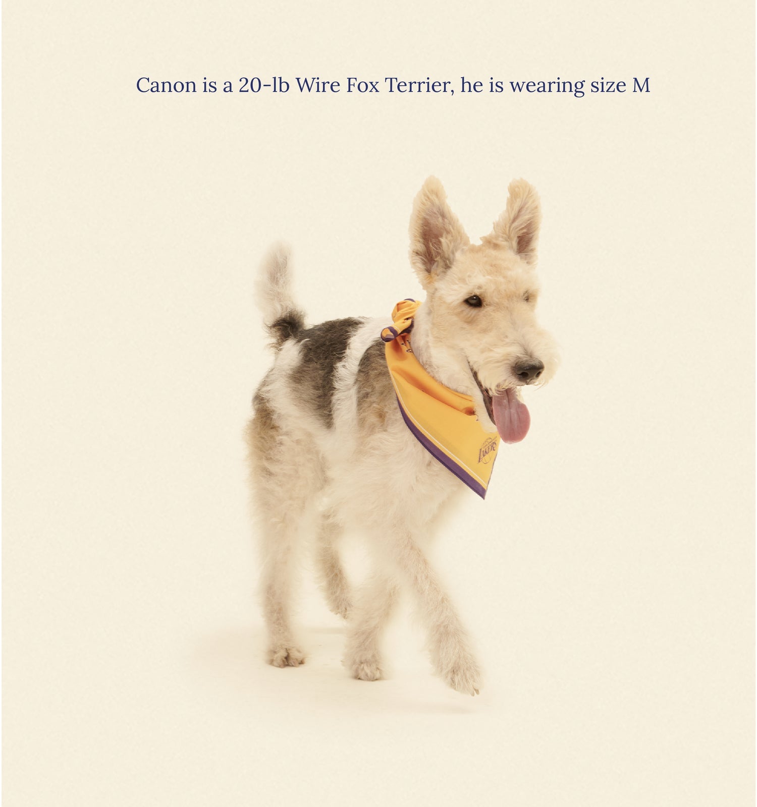 Little Beast - Los Angeles Lakers Bandana -