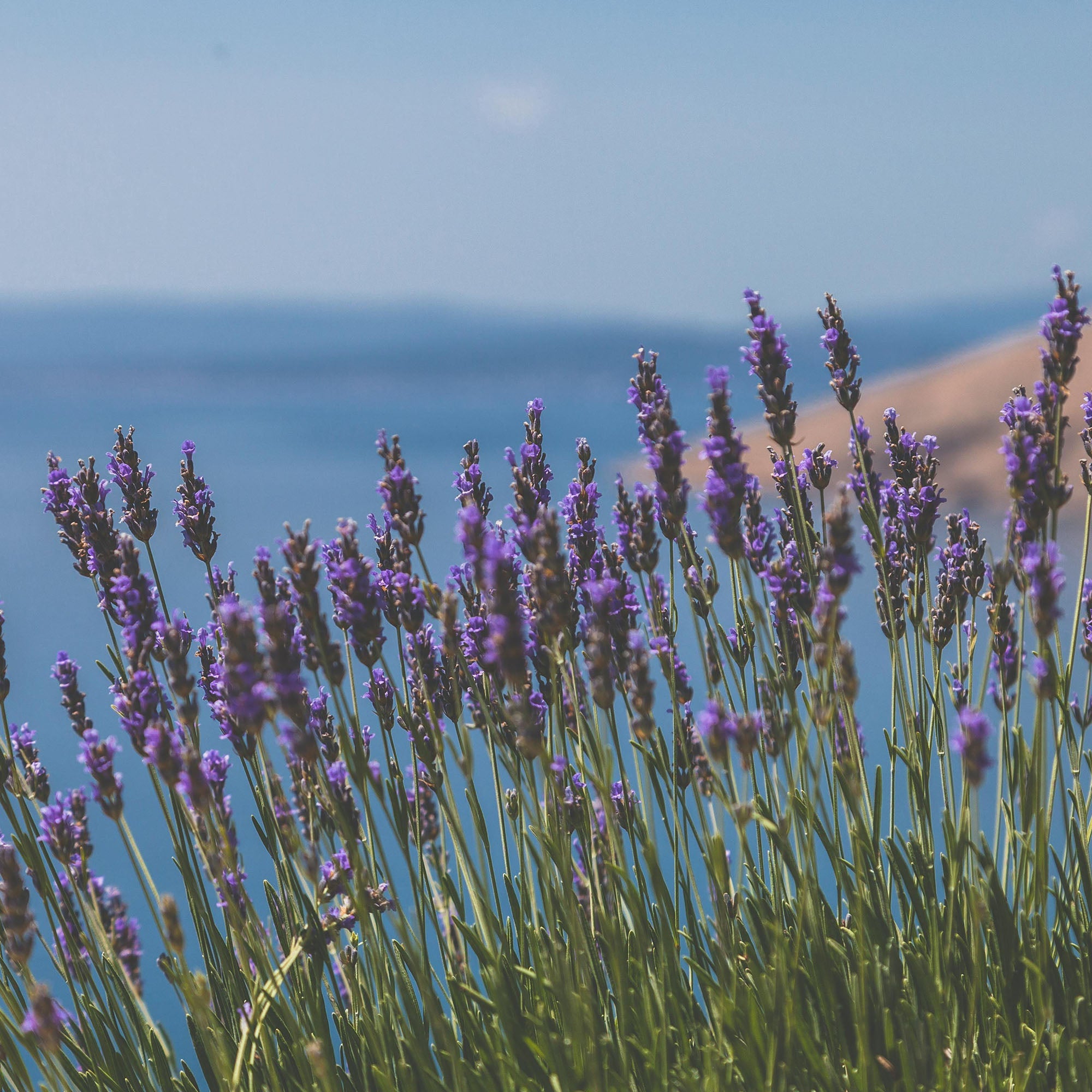 Vitruvi - Earl Grey Air Scent Refill -