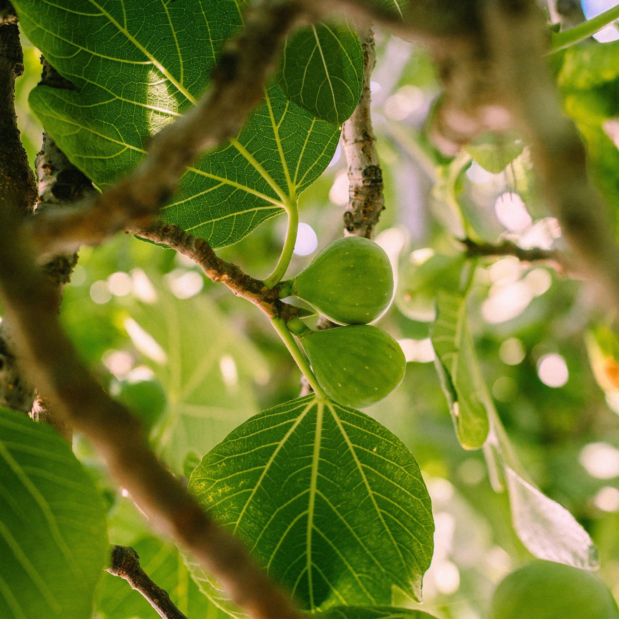 Vitruvi - Golden Fig Air Scent Refill -