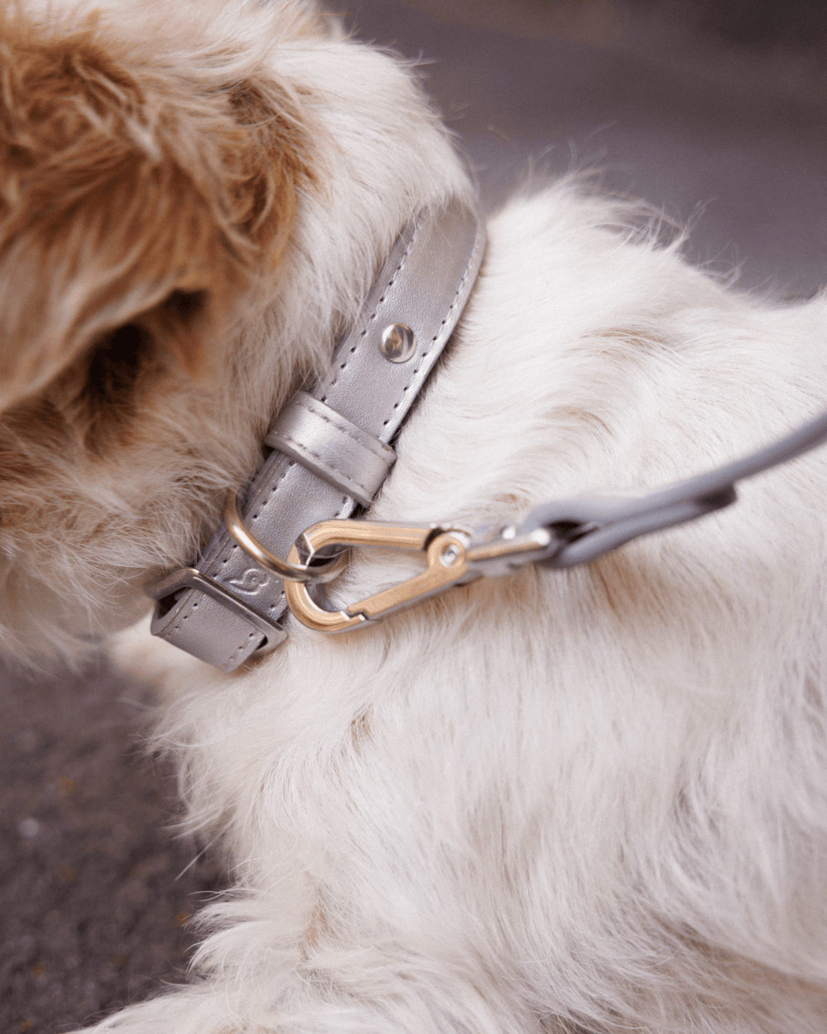 Shine Metallic Leather Collar, Leash, &amp; Poop Bag Pouch Kit - FURRY MUSE SHI - CKIT - S - OL