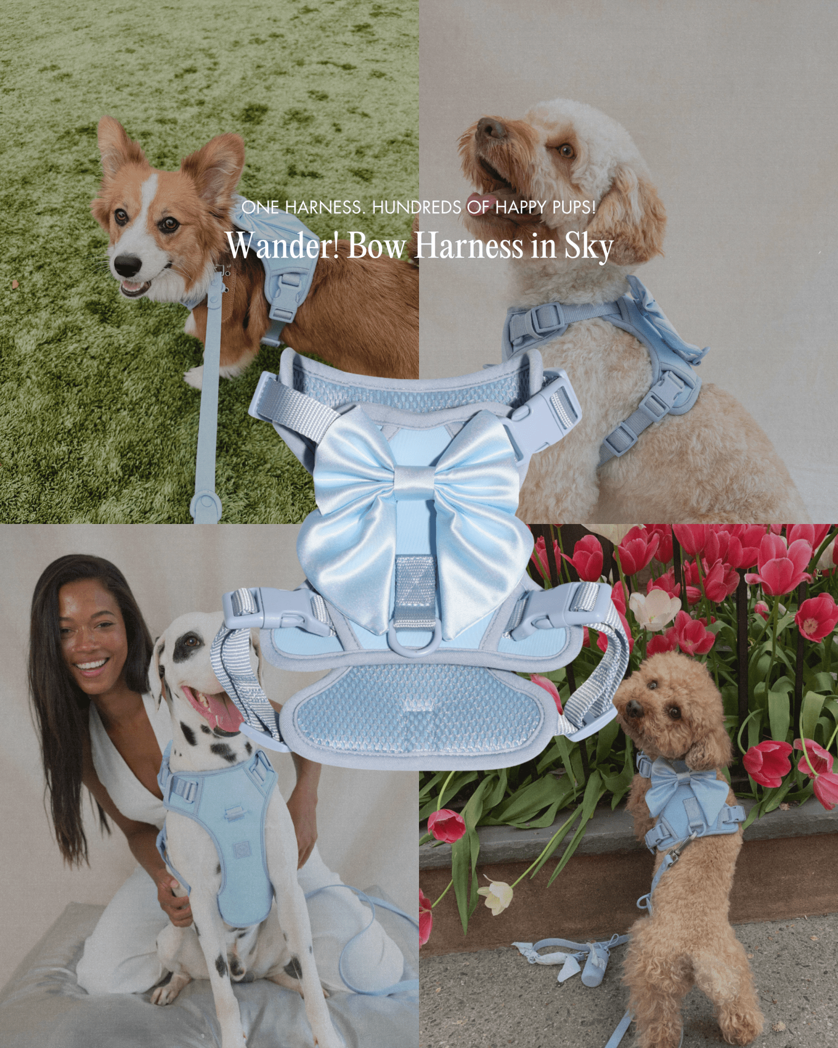 Wander! Bow Harness 2.0 - Sky - FURRY MUSE WAN-HAR3-XS-BL