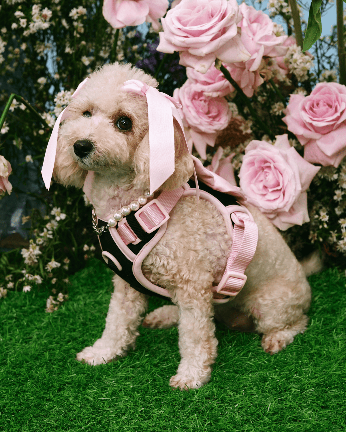 Wander! Bow Harness Kit Ballerina - FURRY MUSE WAN - BOW - HKIT - XS - BK